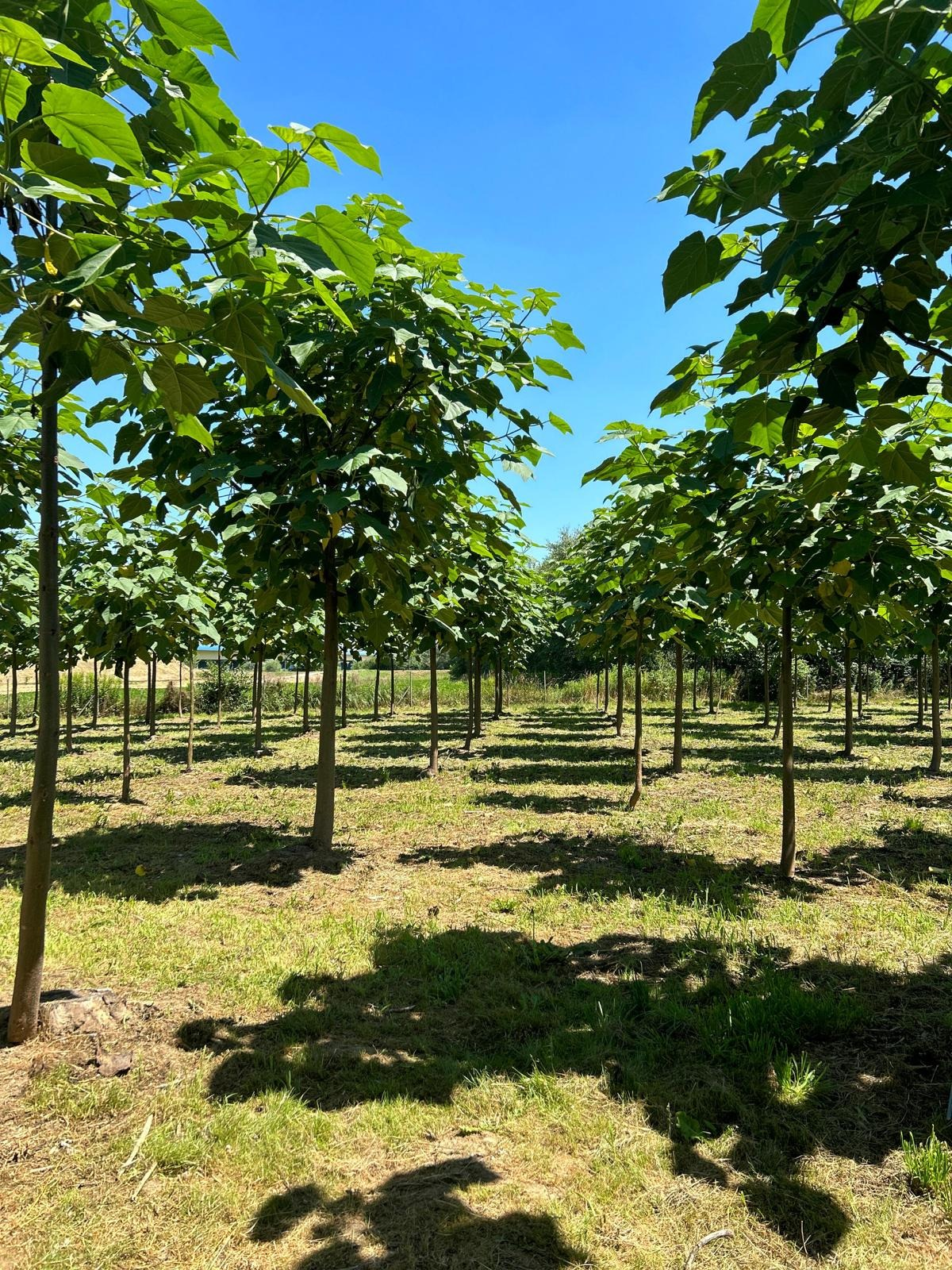Plantação de Paulownia em escala